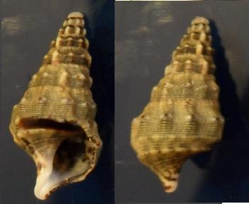 cerithium vulgatum?